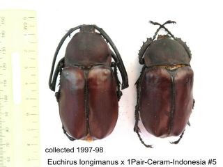 Euchirus Longimanus X 1 Pr - Ceram - Indonesia 5 1 Or 2 Legs May Be Re - Attached