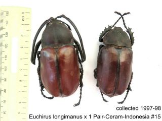 Euchirus Longimanus X 1 Pr - Ceram - Indonesia 15 1 Or 2 Legs May Be Re - Attached