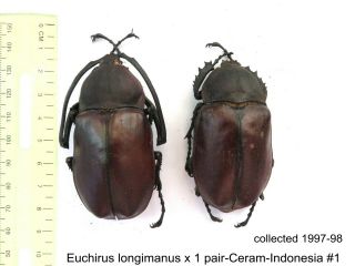 Euchirus Longimanus X 1 Pair - Ceram - Indonesia 1 1 Or 2 Legs May Be Re - Attached