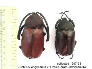 Euchirus Longimanus X 1 Pr - Ceram - Indonesia 4 1 Or 2 Legs May Be Re - Attached