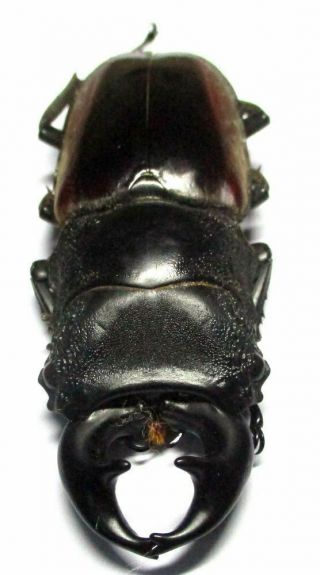 M008 Lucanidae: Prosopocoilus Lumawigi Male 62mm A -