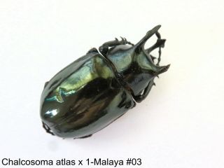 Chalcosoma atlas x 10 males - Malaya 003 4