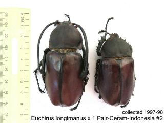 Euchirus Longimanus X 1 Pr - Ceram - Indonesia 2 1 Or 2 Legs May Be Re - Attached