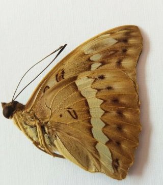 Butterfly Bassarona Teuta,  Tanahmasa - Indonesia