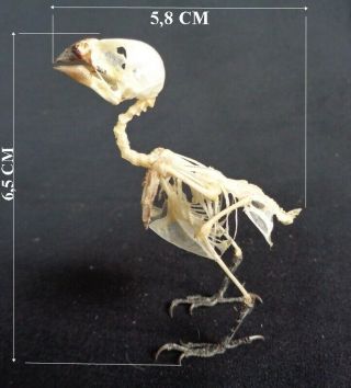 Taxidermy : Loncura Punctulata Skeleton (pipit Peking)