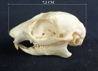 Taxidermy: Javanese Flying Squirrel Skull