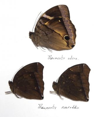 Amathusidae.  3 X Thaumantis Sp.  From Mt.  Bawang.  West Kalimantan (6)
