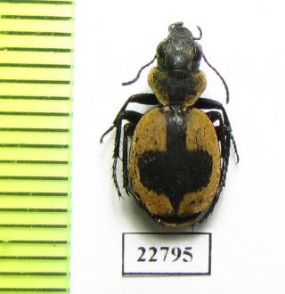 Carabidae Sp. ,  South Africa Rep.