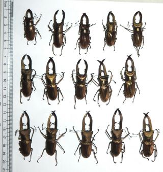 Lucanidae.  15 X Cyclommatus Metallifer.  35 To 59mm.  Palu (30)