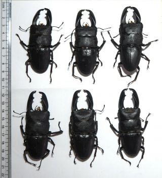 Lucanidae.  6 X Dorcus Titanus Typhon,  85mm.  Palu.  Central Sulawesi (27)
