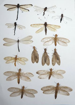 Neuroptera/ Megaloptera.  15 From West Kalimantan (10)