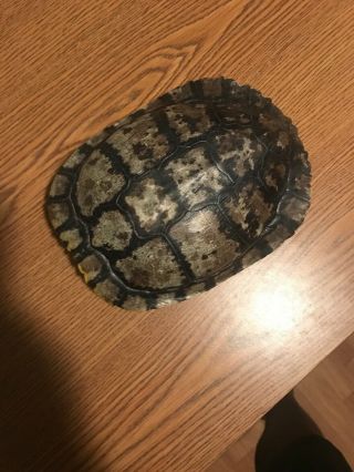 Real Res Turtle Shell 10 " L X 9.  5”w
