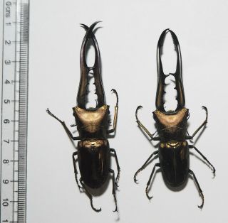 Lucanidae.  2 X Cyclommatus Metallifer Finae. ,  80mm Peleng Is