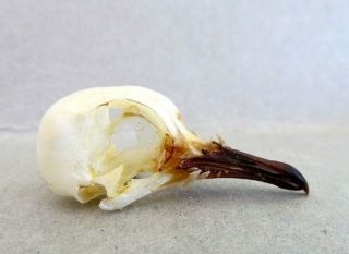 Geopelia Sp.  Spotted Turtledove Dove Bird Skull Taxidermy Real