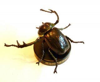 Rare Kaiyodo Museum Of Nature Yambaru Long Armed Scarabaeid Scarab Beetle Figure