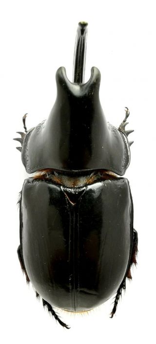 Insect Beetles Dynastinae Heterogomphus Sp 53 Mm Peru