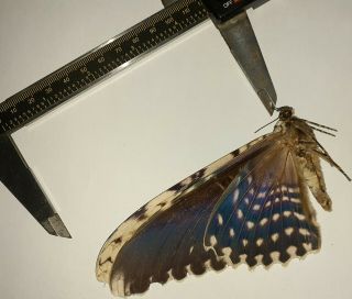 Noctuidae/moth Thysania Agrippina Sp Code 112 From Peru