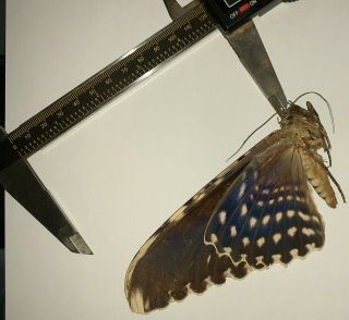 Noctuidae/moth Thysania Agrippina Sp Code 110 From Peru
