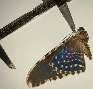 Noctuidae/moth Thysania Agrippina Sp Code 109 From Peru