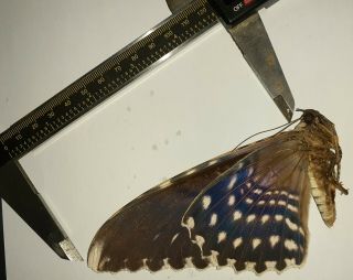 Noctuidae/moth Thysania Agrippina Sp Code 102 From Peru