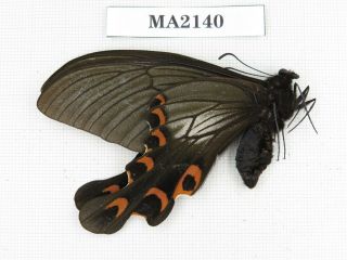 Butterfly.  Papilio Elwesi Ssp.  China,  Hunan,  Yongzhou.  1m.  Ma2140.