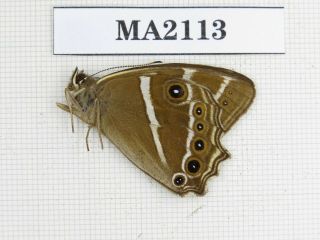 Butterfly.  Satyridae Sp.  China,  W Schuan,  Yajiang.  1m.  Ma2113.