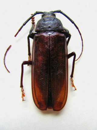 Beetles,  Insects,  (f958),  Prionidae,  Trichocnemis Sp.  Spiculatus,  Male