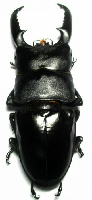 m001 Lucanidae: Dorcus titanus palawanicus male 94.  5mm 4