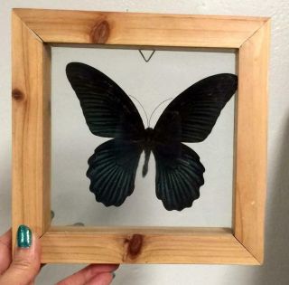 Real Butterflies In Double Glass Wooden Solid Wood Shadow Box Frame Display Case
