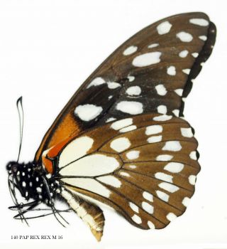 Insect Butterfly Moth Papilionidae Papilio Rex Rex - Rare 140 Pap Rex Rex M 16