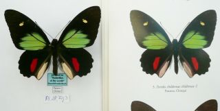 Parides Childrenae Childrenae Male From Panama (pictured In Butterflies Of The