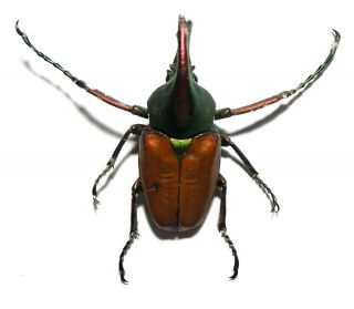 Cetoniidae.  Theodosia Antoinei.  West Kalimantan (15)