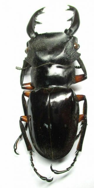 k001 Lucanidae: Odontolabis imperialis komorii male 59mm 4