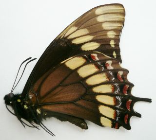 Papilio Scamander Grayi Male From Rio Vermelho,  South Brazil