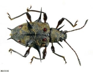 Coleoptera Endomychidae Gen.  Sp.  Indonesia Sumatra 6mm