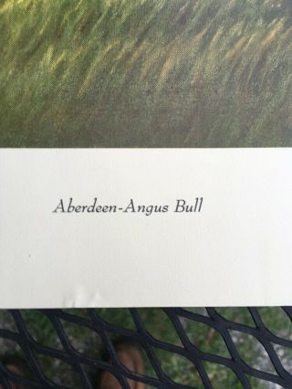 1961 Aberdeen Angus Bull 24x20 Poster Print FC Murphy American Angus Association 5