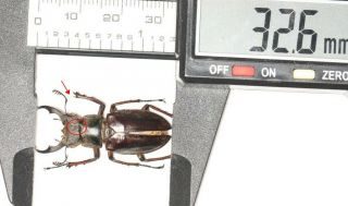 Beetle Lucanidae Lucanus Liupengyui 32.  6mm Tibet