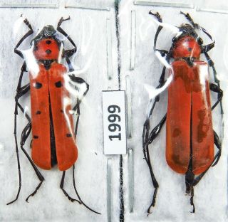 Unmounted Beetle Cerambycidae Rosalia Decempunctata Pair Laos