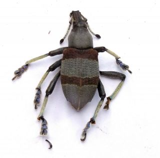 Eupholus Dhuyi - Curculionidae 26mm From Labu Mountain Lae,  Papua Guinea Png