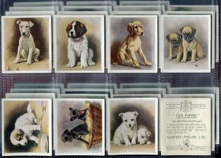 Tobacco Card Set,  Godfrey Phillips,  Our Puppies,  Pedigree Dog,  Puppy,  1936