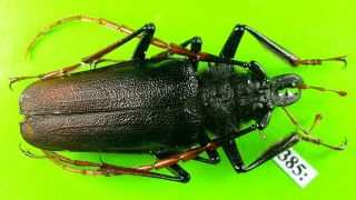 Cerambycidae Psalidognathus Antonkozlovi Male 51mm From Peru 385