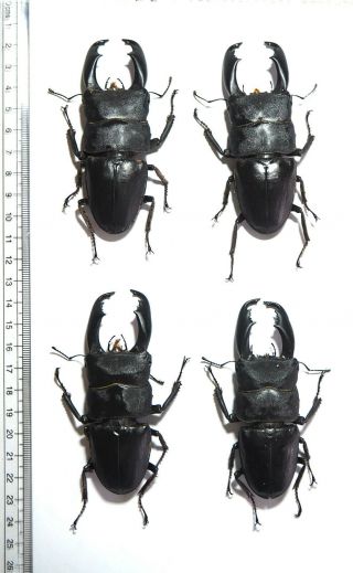 Lucanidae.  4 X Dorcus Titanus Typhon,  92mm.  Palu.  Central Sulawesi (33)