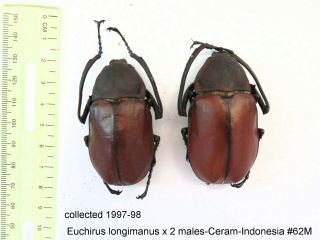 Euchirus Lingimanus X 2 Males - Ceram - Indonesia 62m From1997 - 98 Last Stock