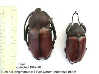 Euchirus Lingimanus X 1 Pair - Ceram - Indonesia 56m From1997 - 98 Last Stock
