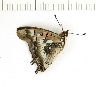 Charaxes Jahlusa,  Rare Nymphalidae Butterfly From South Africa,  Papered