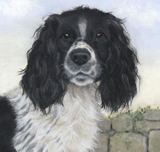 Dogs Springer Spaniel Limited Edition Print Of Painting By Sue Barratt