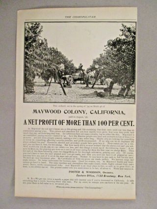 Maywood Colony,  California Print Ad - 1899 Fruit Tree Orchard