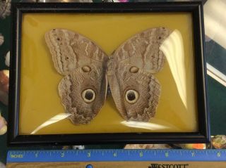 Real Butterfly Taxidermy Dome Front Glass Framed Brazil Vintage