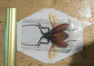 SPREAD DORYSTHENES BUQUETI REAL INSECT LONGHORN BEETLE INDONESIA TAXIDERMY 4