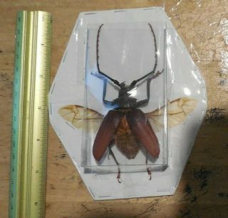 SPREAD DORYSTHENES BUQUETI REAL INSECT LONGHORN BEETLE INDONESIA TAXIDERMY 5